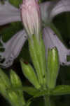 Eastern fringed catchfly